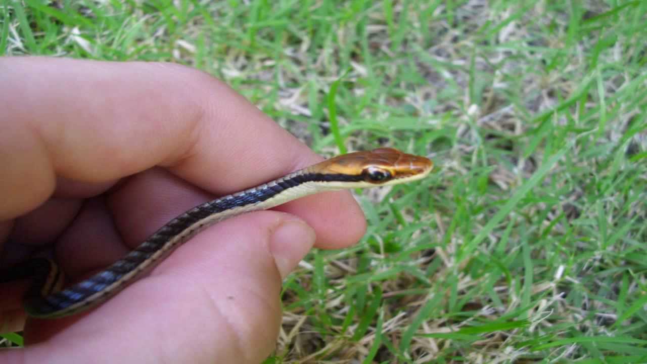 Juvenile Painted Bronzeback