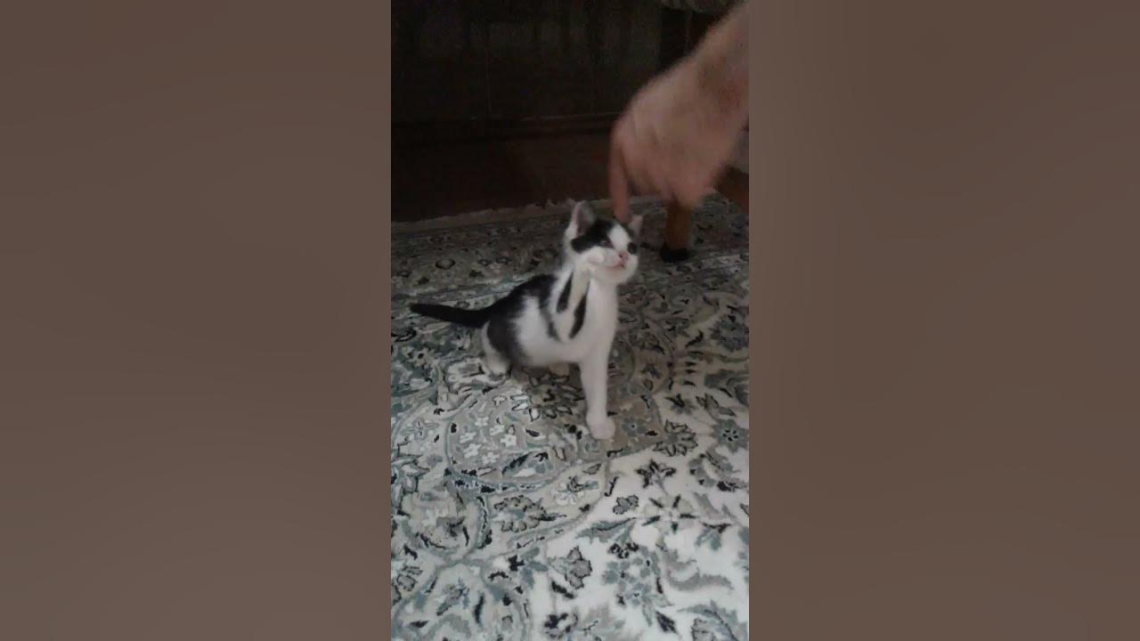 Funny cat playing with my hand । The wrong way to play with your cat