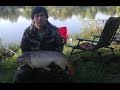 Рыбалка. Ловля карпа на бойлы и горох. в с. Погребы. Carp Fishing