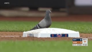 【MLB】メジャーの動物乱入集 Part 2