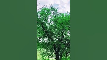 ما تيسر من سورة الأحزاب/بصوت الشيخ عبد الموسى