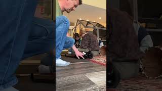 Watch This Cat Play Nonstop 😹 | Adoption Ready Cats #cats #catvideo #cutecats #funnycats #catsofyo