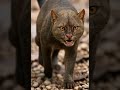 قط الغابة Cat النظافه Cute المراه Kitten اعتني Cutecat موسيقار الورقات Funny قط الغابة Cat النظافه Cute المراه Kitten اعتني Cutecat موسيقار الورقات Funny