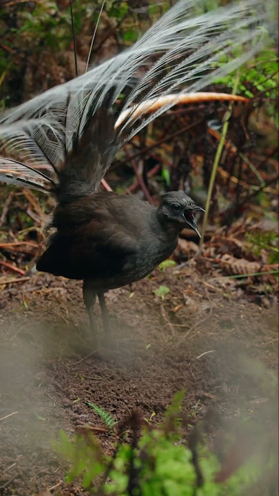 Burung Lyrebird mampu menirukan banyak suara‼️