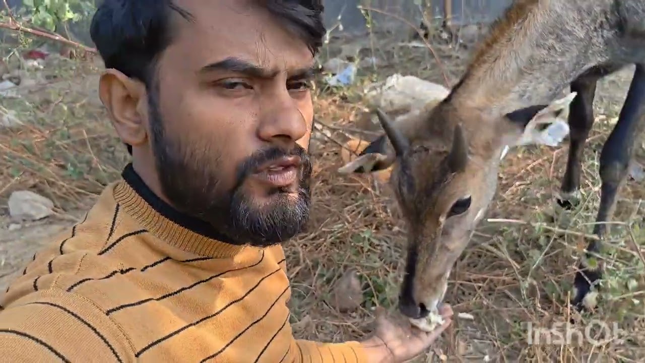 नीलगाय का प्यार# देखो दोस्तों # nilgai Ka Pyar De border# bahut sari Lagaye I thi 