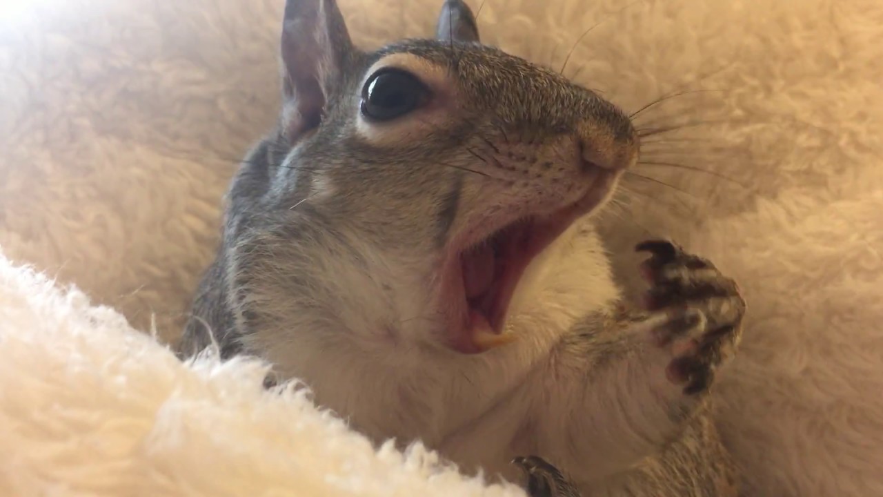 Squirrel Yawn 1 YouTube