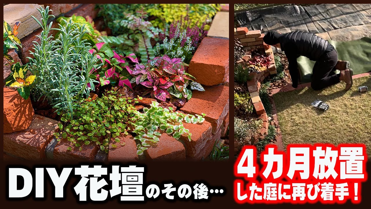 Diy花壇 ４ヶ月も放置した庭を再整備してガーデニングのやる気スイッチをいれます 秋に迎えた植物たちの紹介と植え込み作業 ４か月後の様子 手作り花壇 寄せ植え 庭diy Youtube