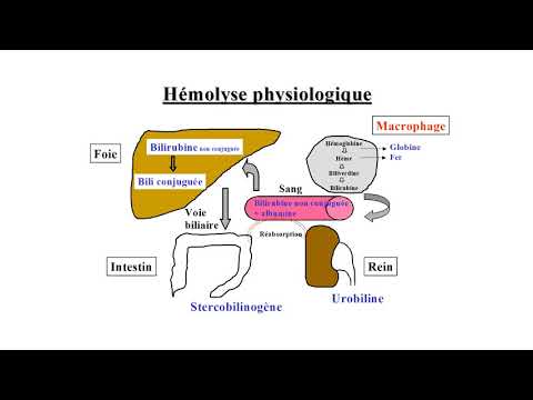 Vidéo: Comment vérifier l'hémolyse ?