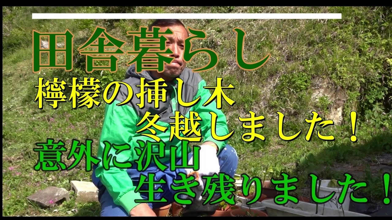 挿し木初挑戦 レモンの木 Youtube