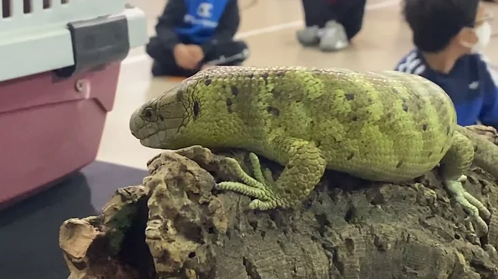 Wild Animals Visit Marek
