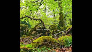 🌳 Healing Frequency Forest Therapy for your Soul, Body & Mind #shinrinyoku #nature #birdsong