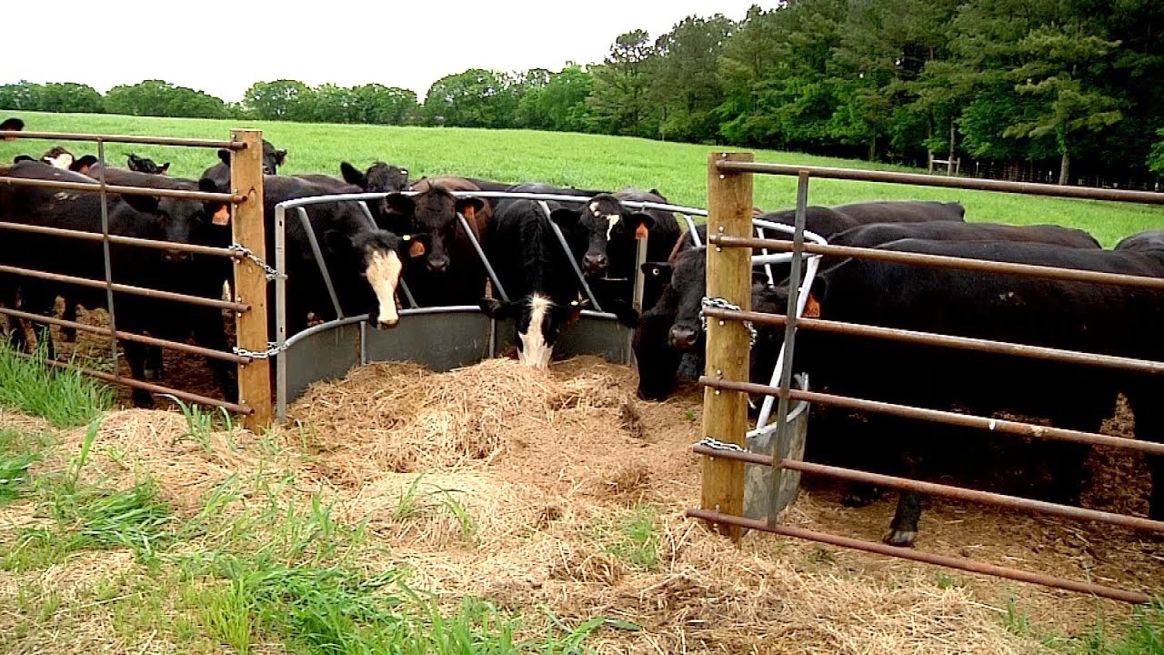 Fence Line Feeder YouTube Fence Line Feeder YouTube