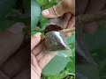 airlayering technique using coconut fiber🌳