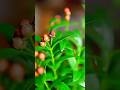 A Glass-and-Water Habit That Brings Cloves to Life Quickly #tanding #youtubeshorts