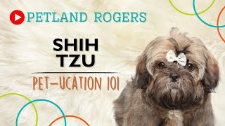 Everything you need to know about Shih Tzu puppies! by Petland Rogers 20 views 4 months ago 1 minute, 1 second