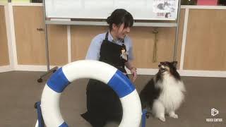 アジリティ道具紹介第3弾「タイヤ」
