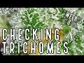 Week 8 how to check trichomes