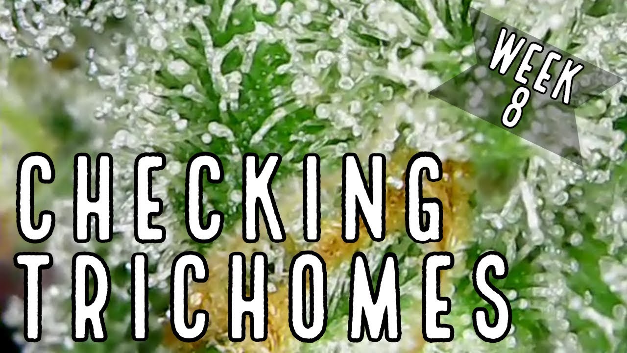 How To See Trichomes Without Magnifying Glass