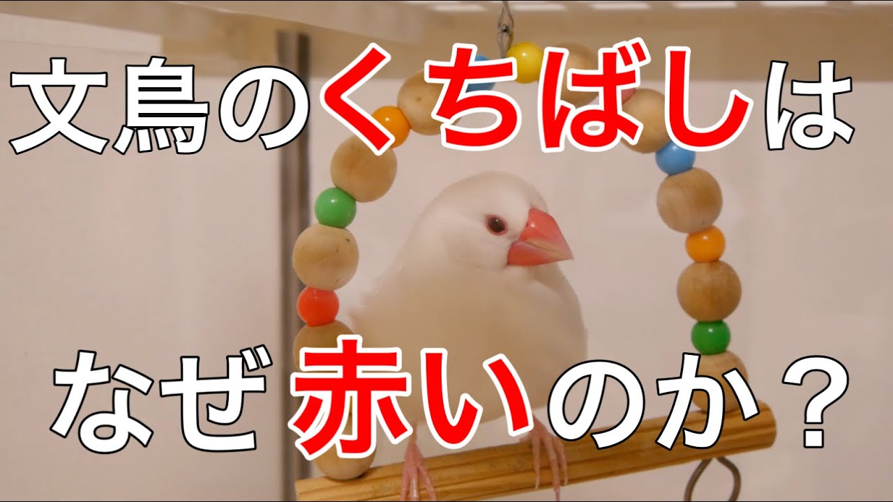文鳥のくちばしが赤い理由 チャームポイントのかわいい真っ赤なくちばし なぜあんなに赤いのか その答えは Java Sparrow Gelatik Jawa 문조 Youtube
