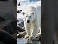 Arctic vs. Antarctic: Fun Facts That Prove They Aren't the Same Distinguishing characteristics?
