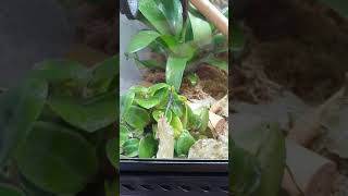 My Phelsuma Klemmeri