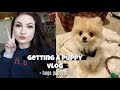 Getting a Pomeranian Puppy 💙VLOG