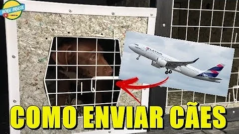 Como transportar animais de um estado para outro?