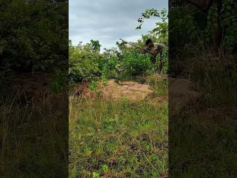 Dubbel Snake Catching Wildanimals Virialshorts Shortviral Trending