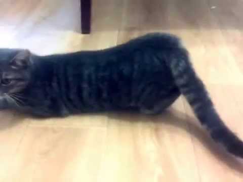 Как определить что кошка хочет кота Как определить что кошка хочет кота