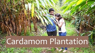 Cardamom - the King of Kerala's spices