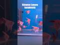 Bursa Çipet Petshop Güncel Akvaryum Balığı Fiyatları 2026 🐠💸 #shorts