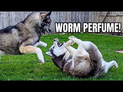 What Nasty Thing Are My Dogs ROLLING In?