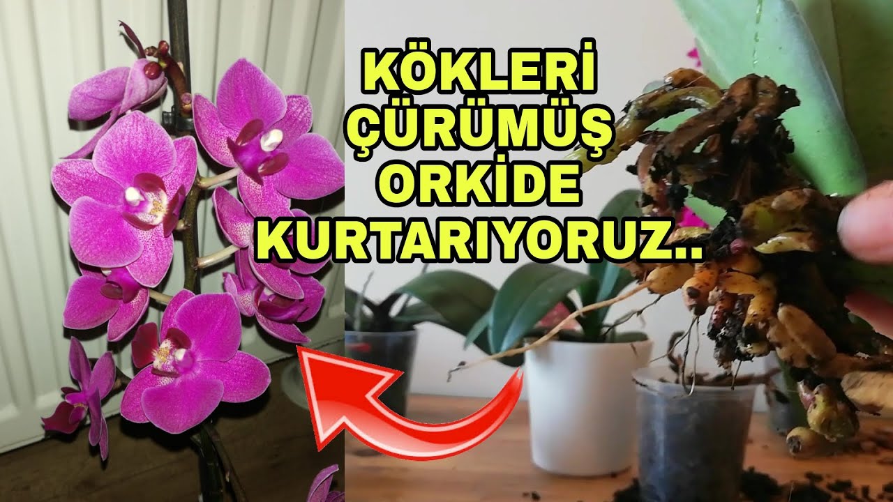 Kökleri çürümüş orkide nasıl kurtarılır ? Solmuş ölmüş orkide nasıl canlanır ? Orkide bakımı nasıl?