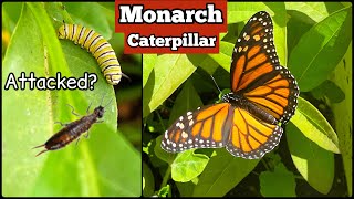 Monarch Butterfly in the Vegetable Garden Lays Eggs in Tote Caterpillars being Protected with Tulle