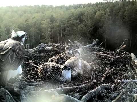 eesti energia A big fish in the osprey nest, July 2012