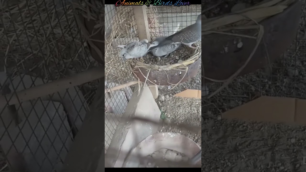 Golden dove hatching chicks|Dove breeding progress| pigeon lover|