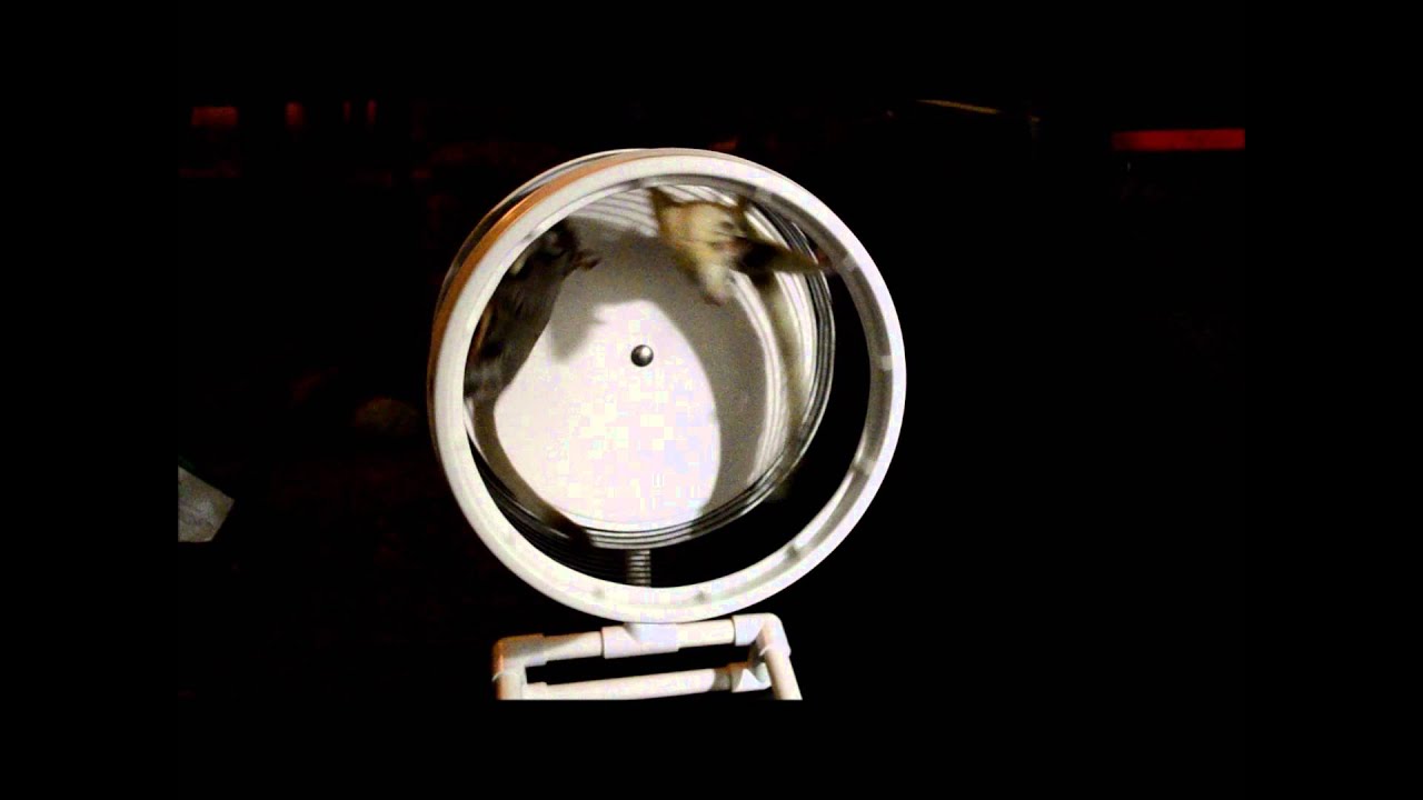 Two sugar gliders using a safe wheel YouTube