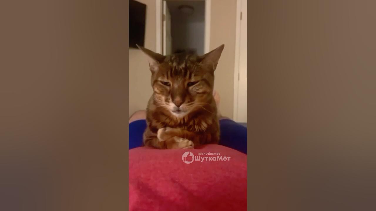 Смеющийся кот 😺 смешное видео прикол #кот #смешноевидео #видеоприкол ...