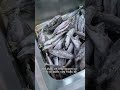 Thử thách Nghề Huấn Luyện Cá Heo P2 | Thy vô tri