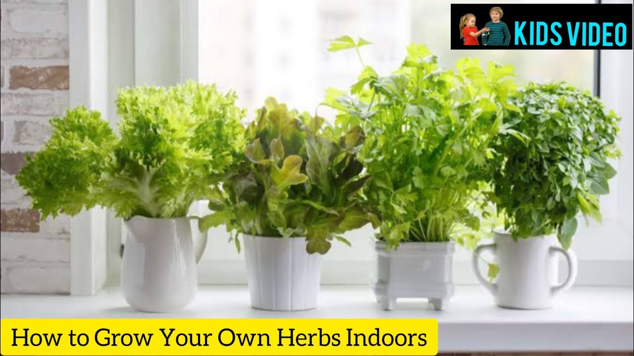 How to Grow Your Own Herbs Indoors | Easy Indoor Gardening Tips! - YouTube