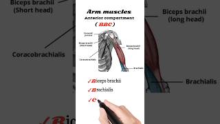 arm muscles arm muscles