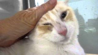 ALVIN, A619179, is a dreamy, super-soft siamese flame point cat -- shy but very friendly! screenshot 1