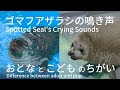 ゴマフアザラシの鳴き声　Spotted Seal's Crying Sounds