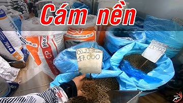 FISHING . CÁM NỀN CÂU HỒ DỊCH VỤ  & THIÊN NHIÊN . DỄ PHỐI MỒI
