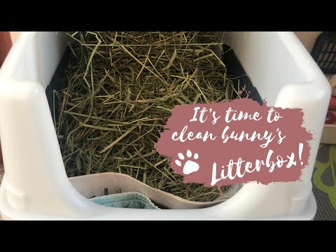 Comment installer et Litterbox Clean Lapin