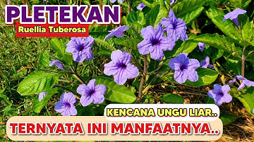 PLETEKAN SI KENCANA UNGU LIAR‼️ TERNYATA INI MANFAATNYA| Ruellia tuberosa #pletekan #Ruelliatuberosa