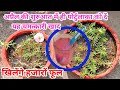 अप्रैल की शुरुआत में ही पोर्टुलाका को तुरंत दे यह 2 चमत्कारी खाद #portulacaflower #care #garden