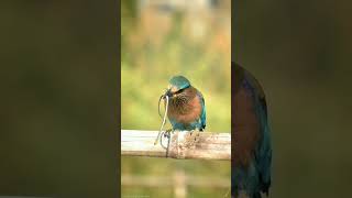 #Shorts #Youtubeshorts #Animals #Birds #Amazing #Tiktok #Best #Nature