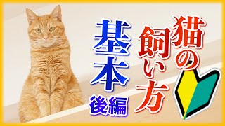 【これが重要】猫を飼う方へ基本を徹底解説するので絶対に見てね 【後編】