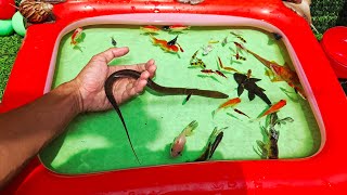 Beautiful freshwater fish for aquarium !! Bettafish,molly,glofish,koi,eel,catfish,snail,turtle 92